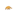 Coati Heartbeat Coati