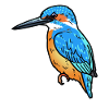 IJsvogel Vogel van het Jaar IJsvogel