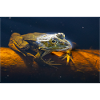 Common water frog