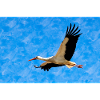 Stork in flight