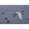 Great egrets in flight