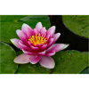 Seerose