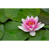 Seerose
