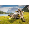 Cows at Lake Sebensee
