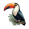 Toucan Exotic Bird