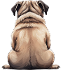 Pug