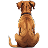 Rhodesian Ridgeback