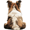 Shetland Sheepdog
