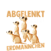 Leicht Abgelenkt Durch Erdmännchen