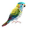 Budgie Bird Bird Owner Cockatiel