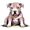Chiot Pitbul