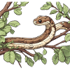 Snake in the tree