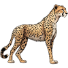 Cheetah