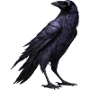 Raven standing