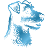 Russell Terrier dessin tête bleu
