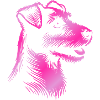 Russell Terrier dessin tête rose