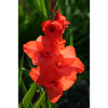 RED GLADIOLES
