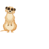 Erdmännchen