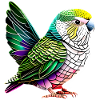 Budgie Bird Bird Owner Cockatiel