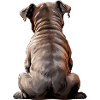 Staffordshire Bull Terrier