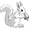Squirrel eats a nut
