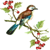 Bunter Vogel
