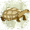 Tortoise