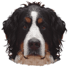süße Geschenke, Berner Sennen Hund