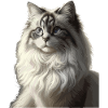 Fluffy Cat Face Portrait