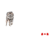 Canada with Wolf