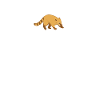 Coati Heartbeat Coati