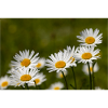 Daisies