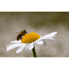 Marguerite with bee