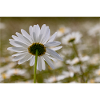 Marguerite
