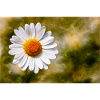Marguerite
