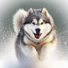 Run