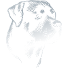 Rottweiler, dog head, drawing silver