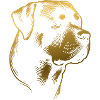 Rottweiler, dog head, drawing gold