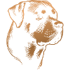 Rottweiler, dog head, drawing bronze
