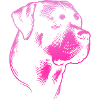 Rottweiler, dog head, drawing pink