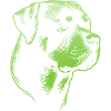 Rottweiler, dog head, drawing green