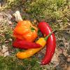 Farbenfrohe CHILI’s