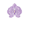 Orchid Blossom Plant