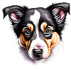 Australischer Schäferhund Hundehalter Hundewelpe