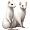 Ermine Couple