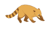 Nasenbär Coati