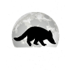 Coati Moon Coati