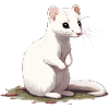 Ermine sitting