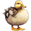 Petit Canard