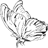 papillon vecter